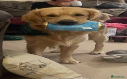 Golden Retriever dogs for stud: Proven Gorgeous Stud Dog - Image 4
