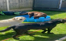 Labrador Retriever dogs for sale: Chocolate Labrador Retriever needs forever home.  - Image 6