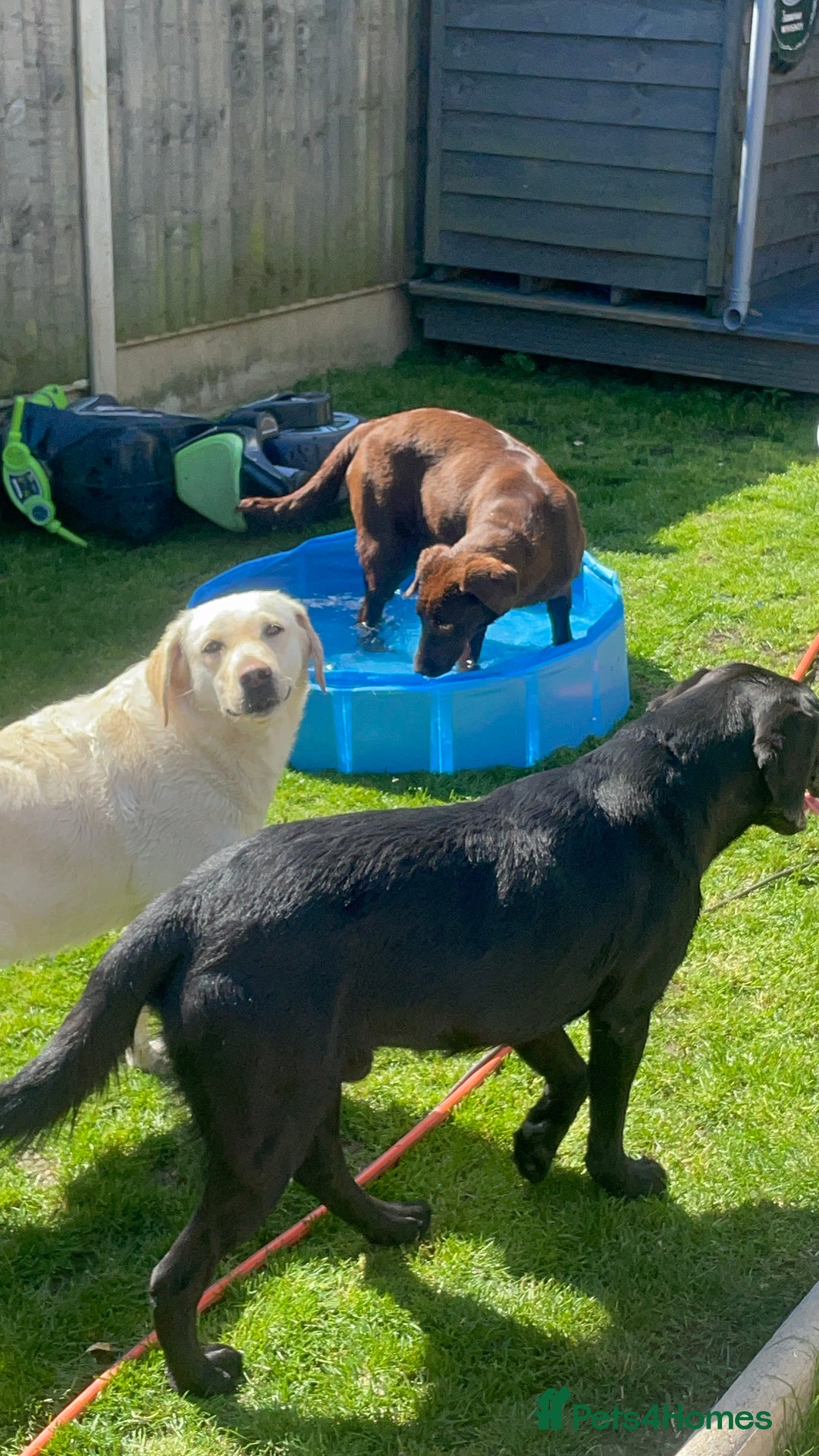 Labrador Retriever dogs for sale: Chocolate Labrador Retriever needs forever home.  - Image 6