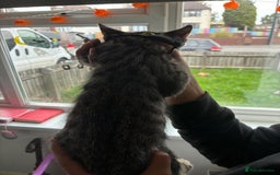 Bengal cats for sale: Bengal cross kittens - Image 5