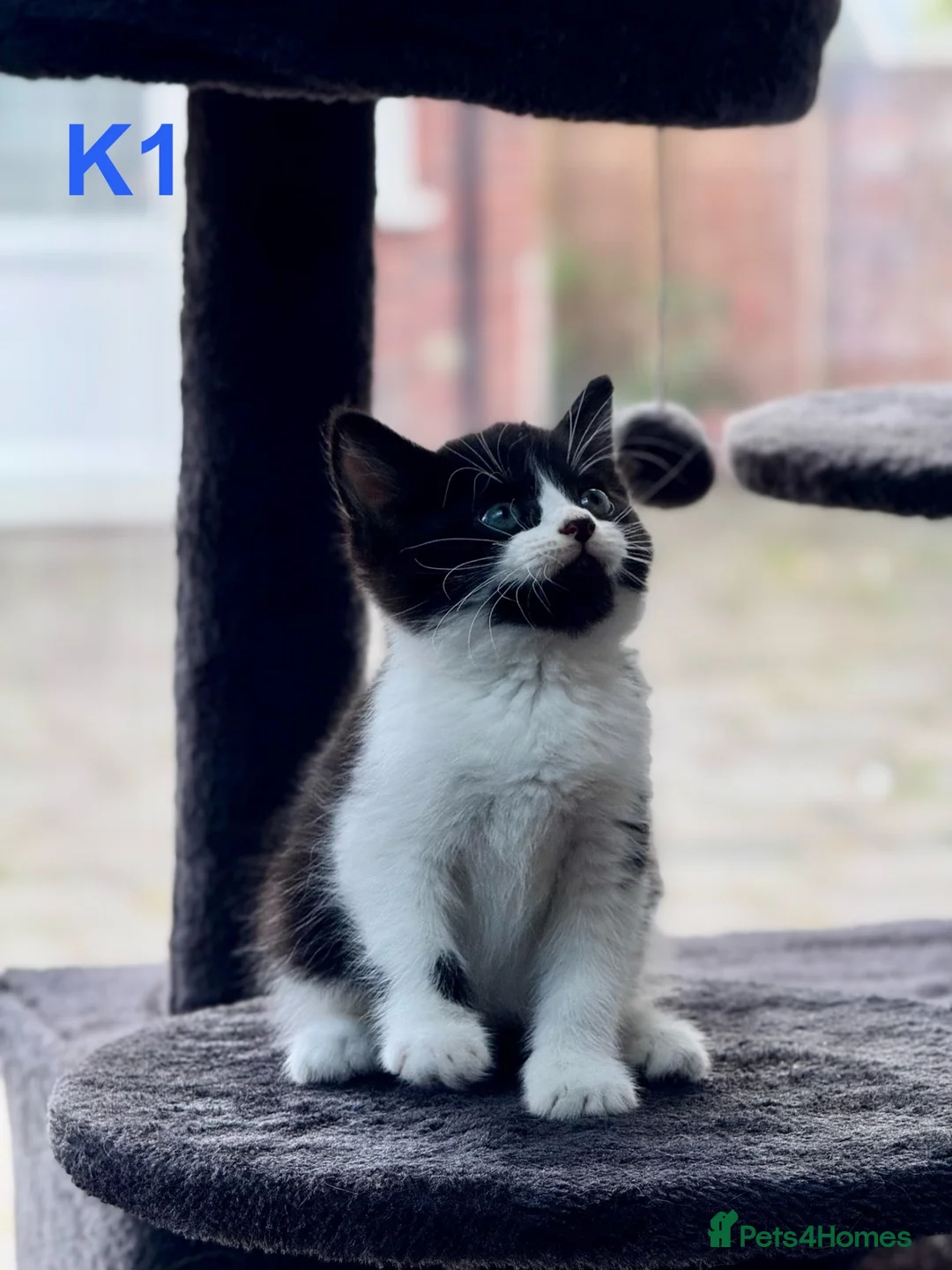 Mixed Breed cats for sale: Adorable Kittens for sale  in Hayes - Advert 2