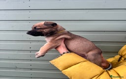 Mixed Breed dogs for sale: Stunning bullherder pups  - Image 12