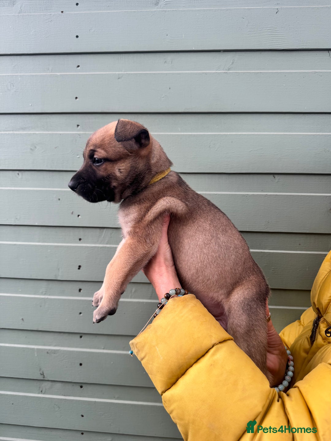 Mixed Breed dogs for sale: Stunning bullherder pups  - Image 12