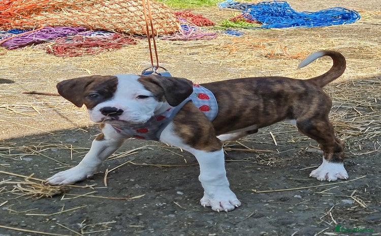 American Bulldog dogs - Advert 4