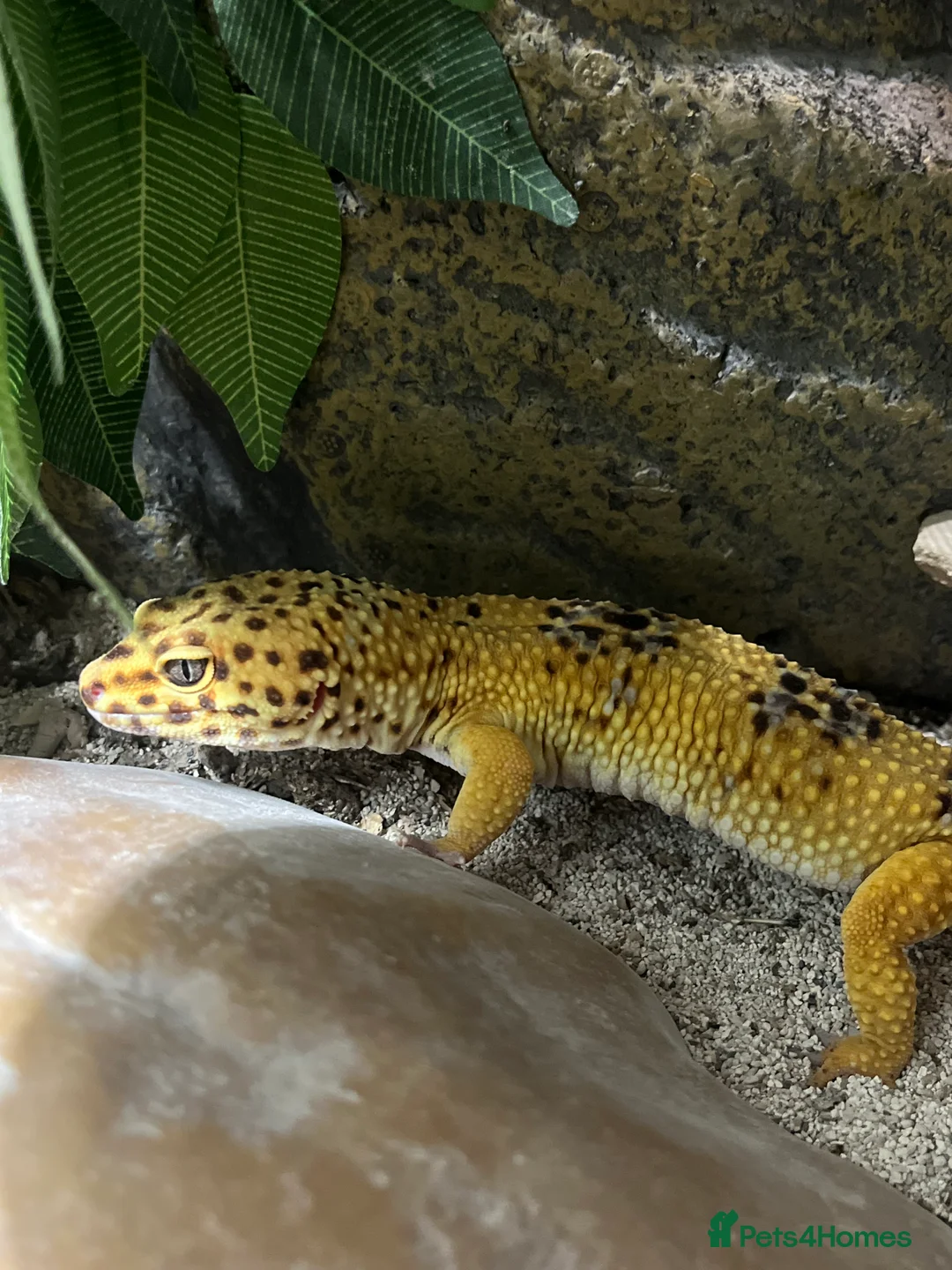 Leopard Gecko reptiles for sale: Male Leopard Gecko - Hypo Orange morph - Advert 5