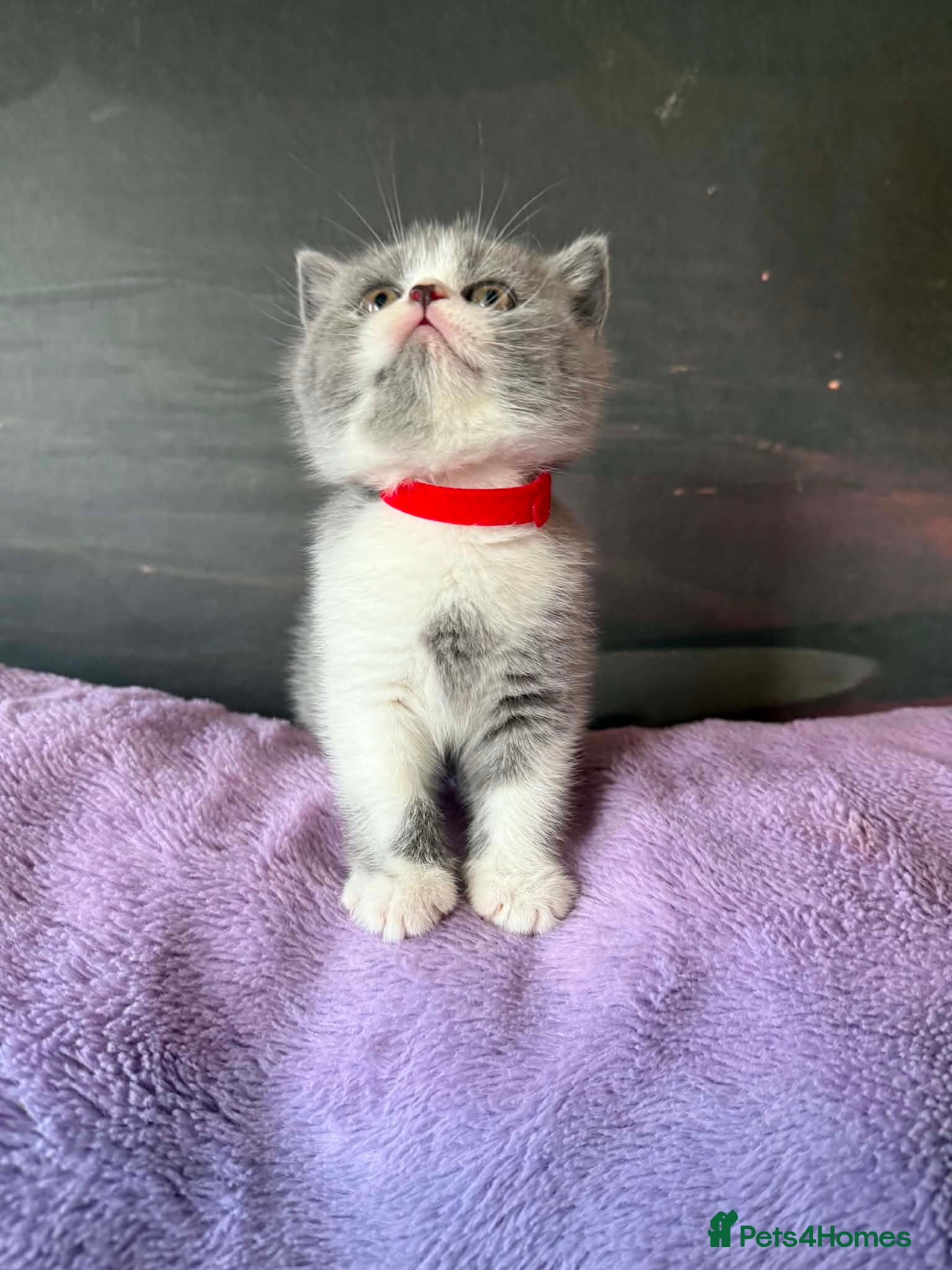 British Shorthair cats Kittens BSH/BLH - Advert 2