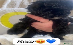 Maltipoo dogs for sale: F1 dollface Korean/Asian maltipoo fur babys  😍💙 - Advert 2