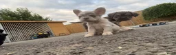 French Bulldog dogs for sale: Fluffy French bulldogs - Advert 21