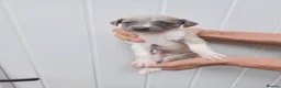 Whippet dogs for sale: Whippet Puppies - Advert 22