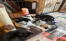 British Shorthair cats for sale: Kittens for sale !! Loving and playful  - Image 1