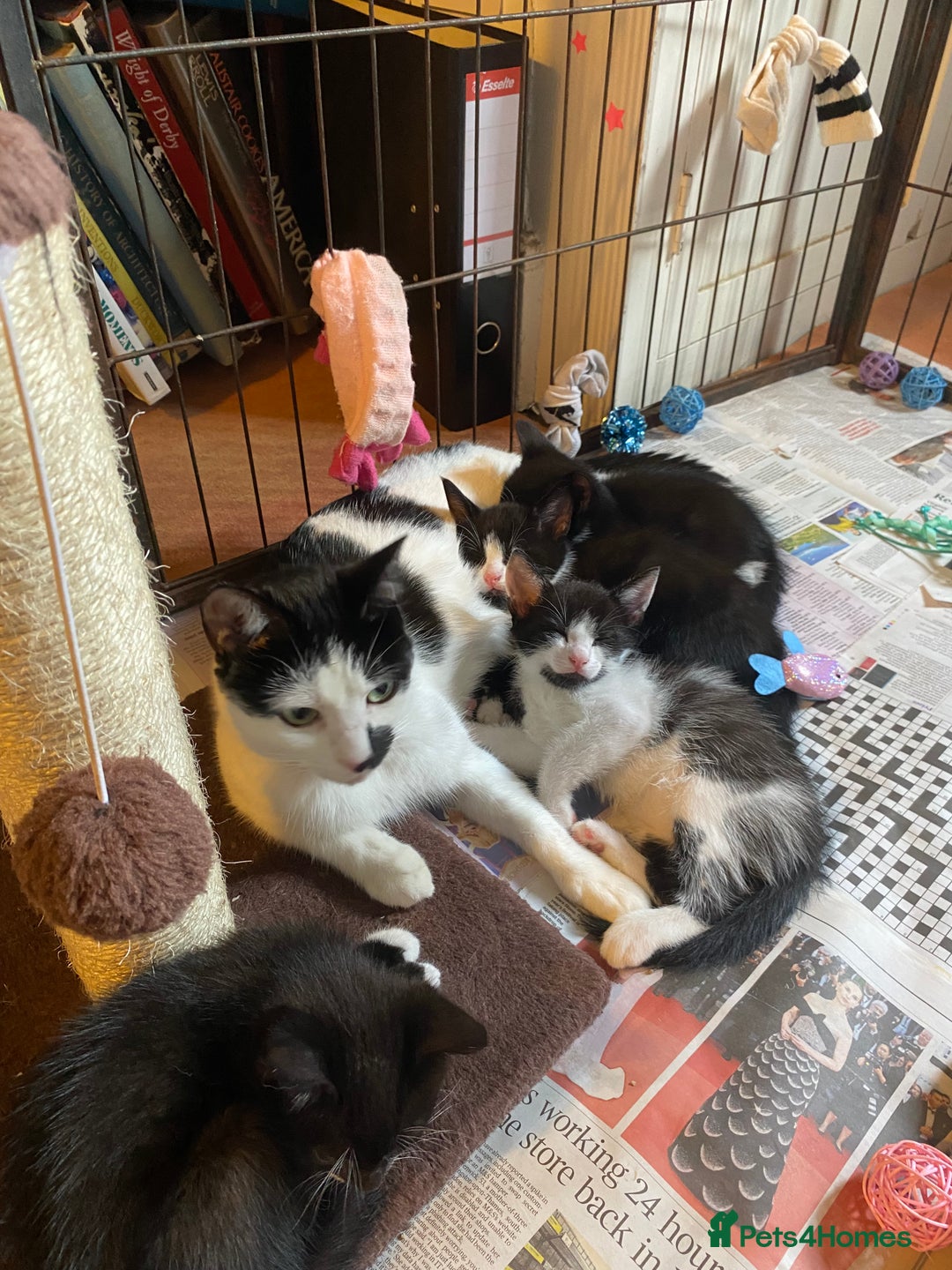 British Shorthair cats for sale: Kittens for sale !! Loving and playful  - Image 1