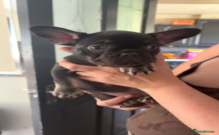 French Bulldog dogs - Advert 3