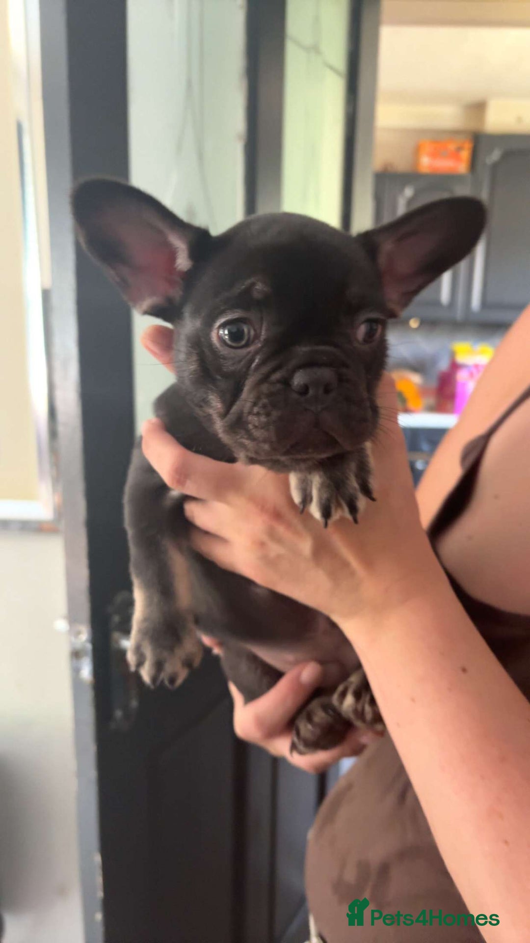 French Bulldog dogs for sale: Chocolate and tan french bulldog - Image 1