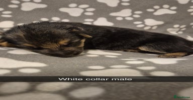 Mixed Breed dogs - Advert 15