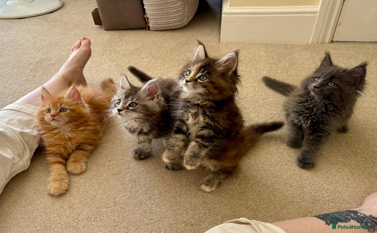 Maine Coon cats - Advert 3