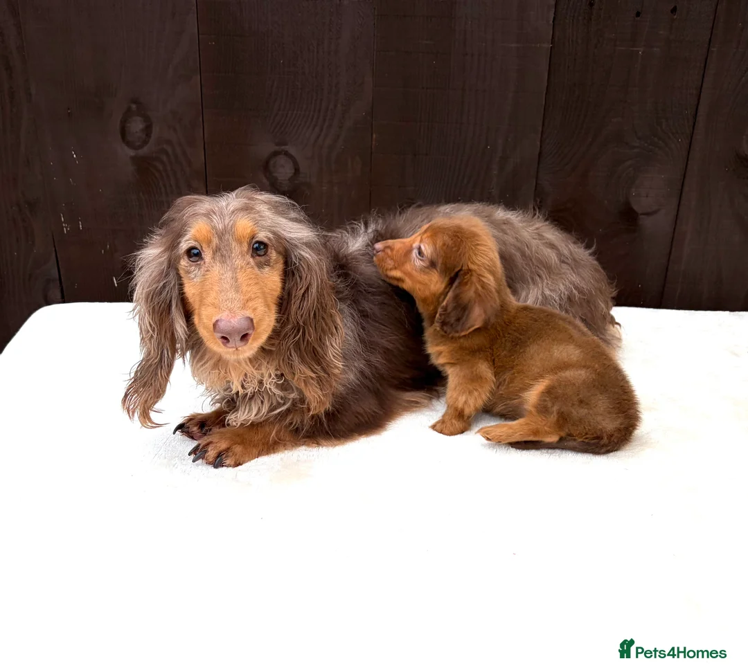 Miniature Dachshund dogs for sale: Dachshund puppy only 1 Boy still available  - Advert 2