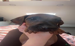 Rhodesian Ridgeback dogs for sale: VIEWINGS WELCOME NOW KC Registered Ridgeback Pups  - Image 24