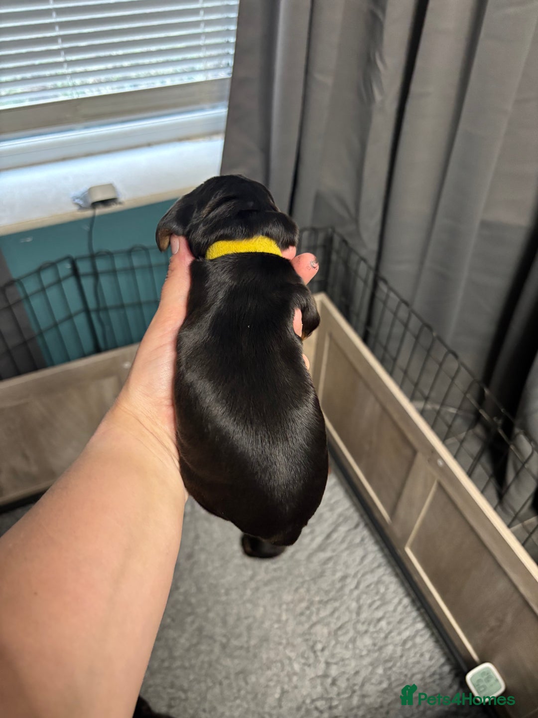 Cocker Spaniel dogs for sale: KC & HEALTH TESTED CHOC SABLE PUPS - Image 10