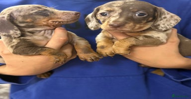 Miniature Dachshund dogs - Advert 3