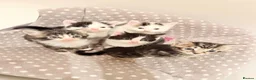 Mixed Breed cats for sale: Cute kittens - Advert 11