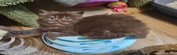 British Shorthair cats for sale: British longhair and shorthair kittens  - Advert 27