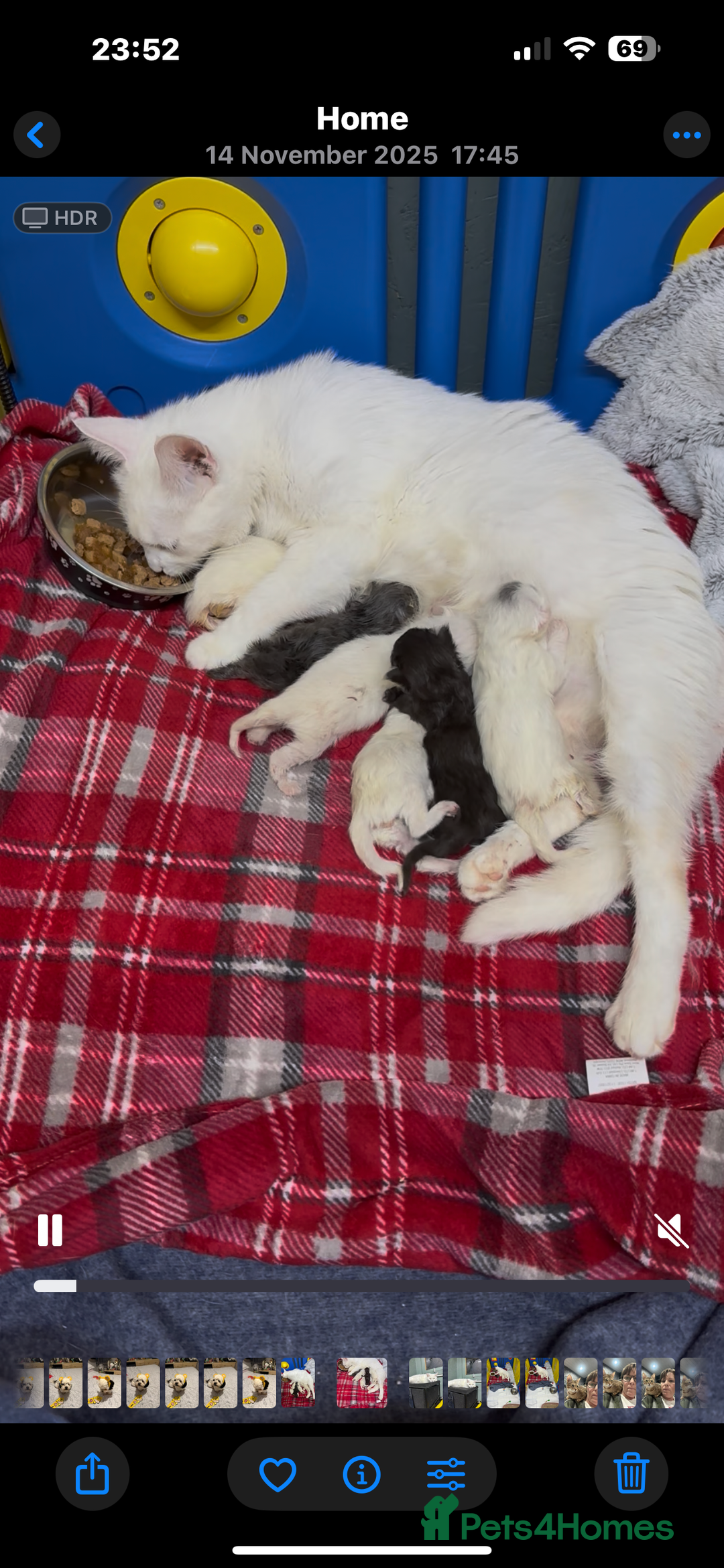 Maine Coon cats for sale: Mainecon x  - Advert 13