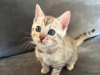 Bengal cats Pure Bengal Kittens Available - Advert 3