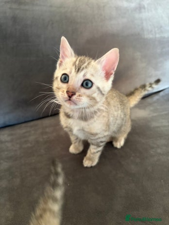 Bengal cats Pure Bengal Kittens Available - Advert 1