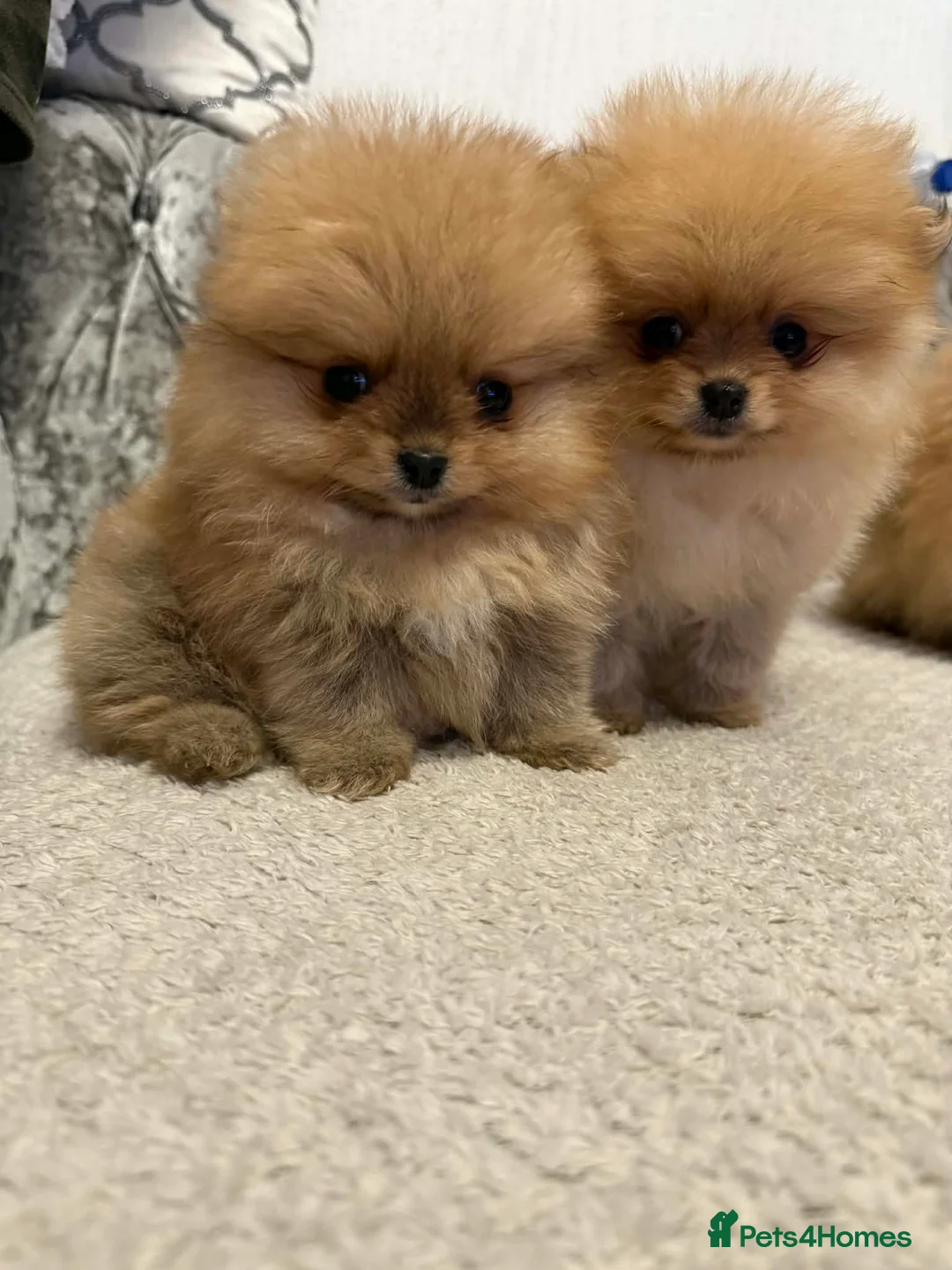 Pomeranian dogs for sale: pomeranian puppies - Advert 7