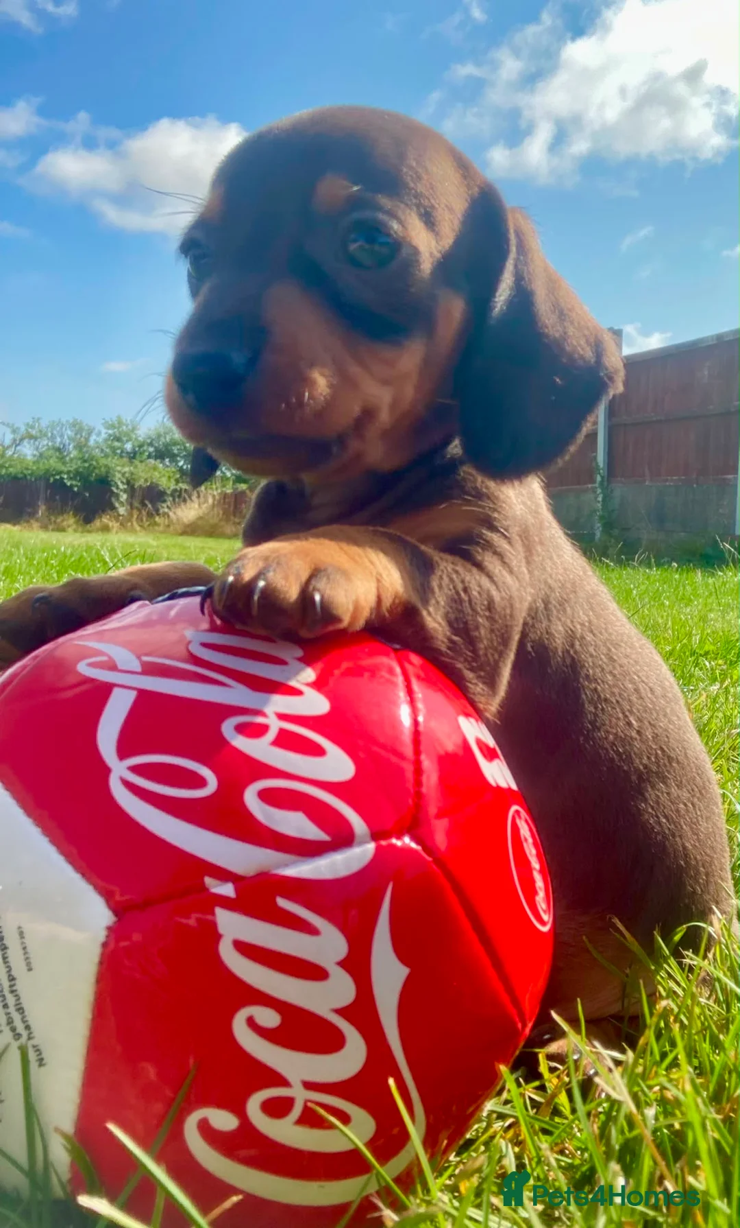 Miniature Dachshund dogs for sale: PRA Clear miniature dachshund puppies  - Advert 12