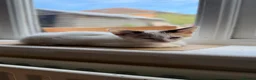 Mixed Breed cats for sale: Ragdoll Male Kitten + 2 Female Calico Kittens - Advert 6