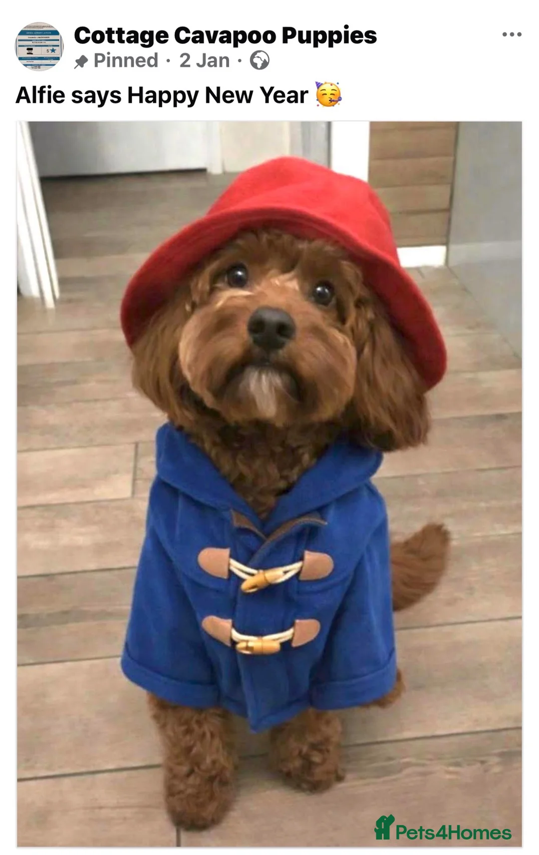 Cavapoochon dogs for sale: Cavapoo curly wurly puppies. 5* Council Reg’d - Advert 1