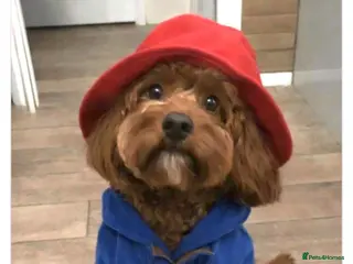 Cavapoochon dogs Cavapoochon puppies. 5* Council Reg’d - Advert 5