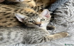 Savannah cats for sale: Glorious Savannah Babies - 1 Boy left - Image 23
