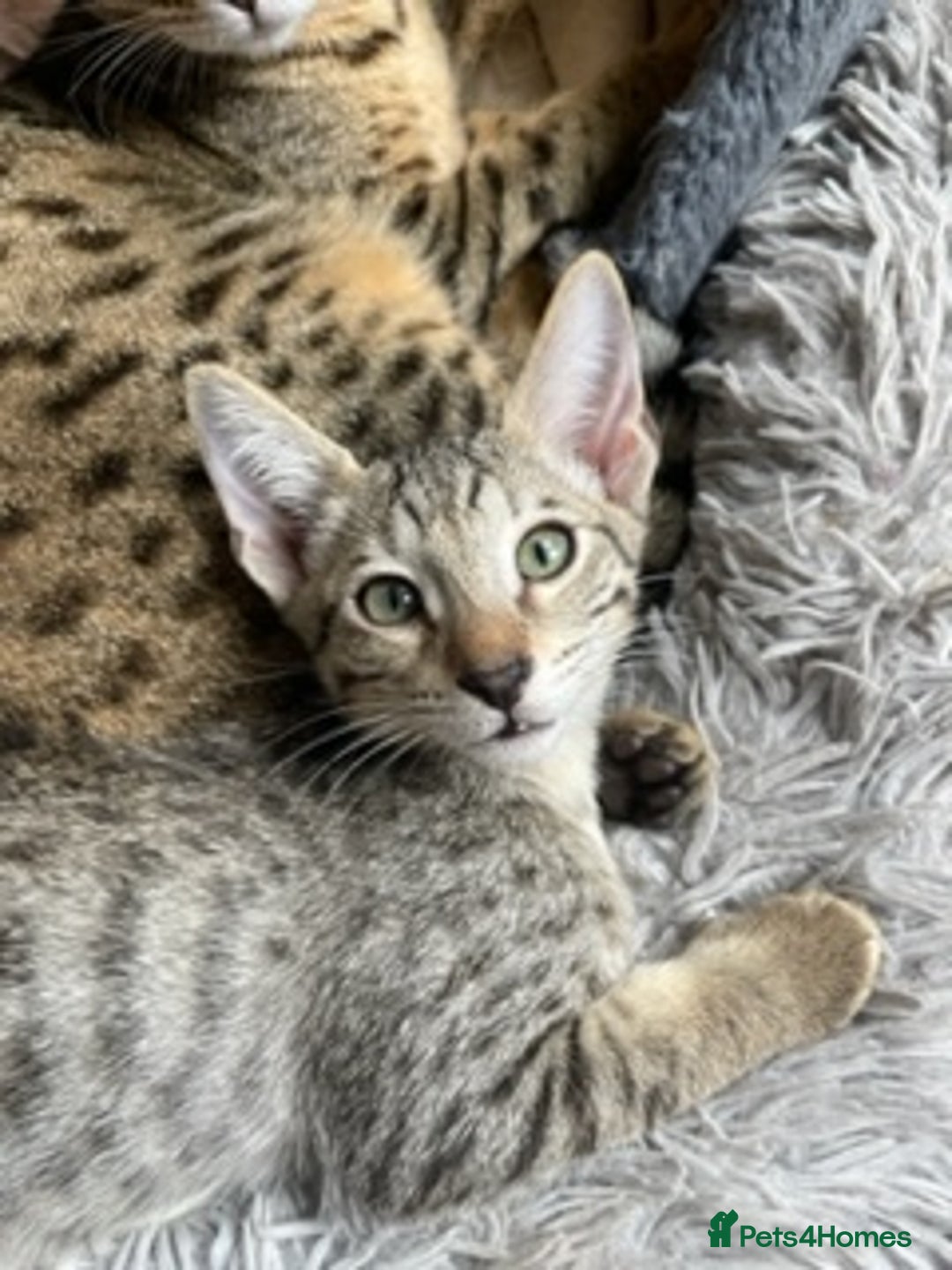 Savannah cats for sale: Glorious Savannah Babies - 1 Boy left - Image 23