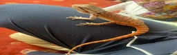 Bearded Dragon reptiles for sale: Juvenile Bearded Dragon  - Advert 8