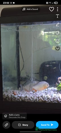 Piranhas fish - Advert 20