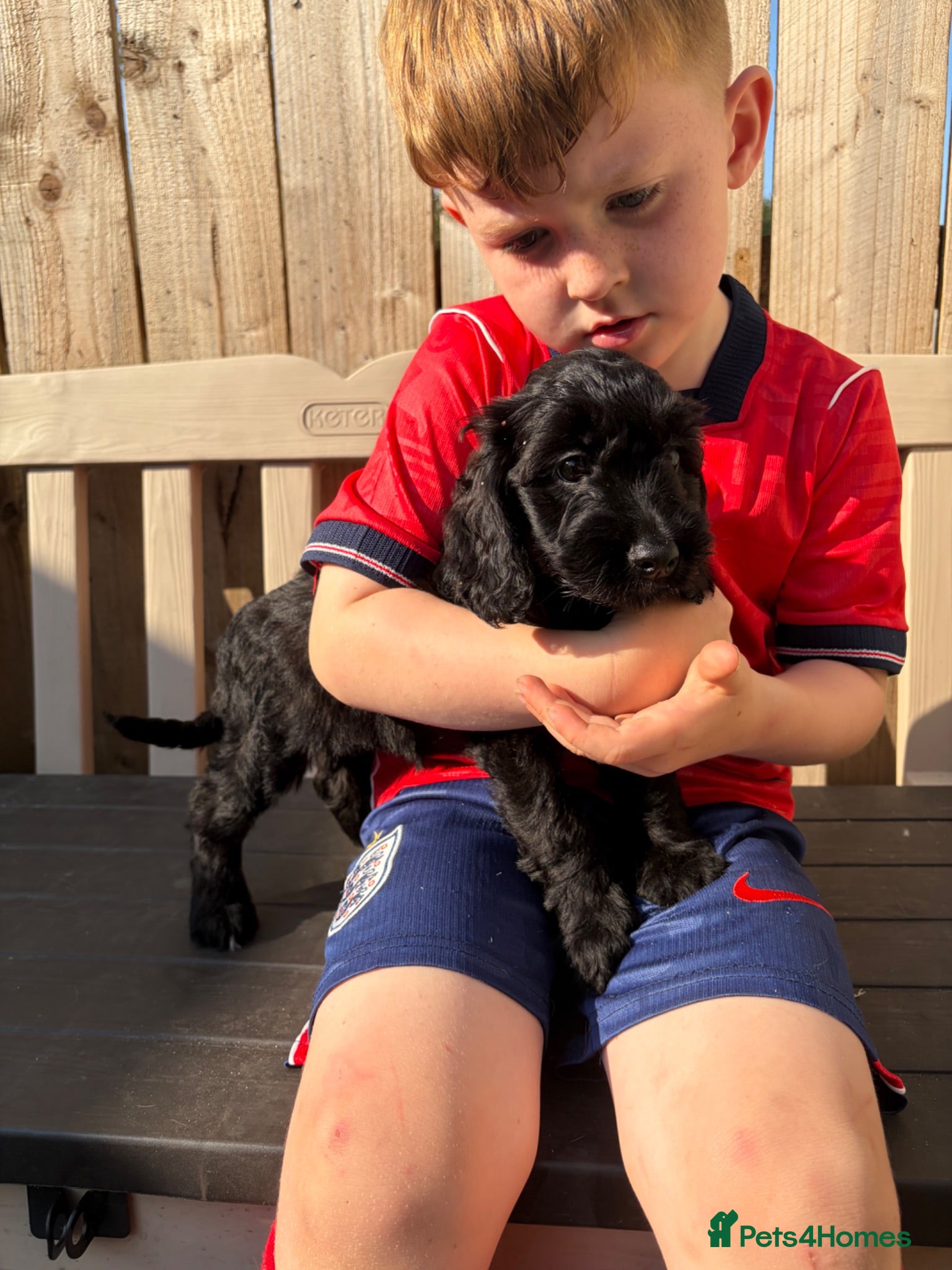 Sproodle dogs Beautiful Sproodles for sale F1 - READY NOW - Advert 12