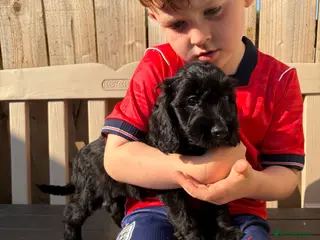 Sproodle dogs Beautiful Sproodles for sale F1 - READY NOW - Advert 12