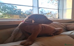 Hungarian Vizsla dogs for sale: Hungarian vizsla  - Image 31