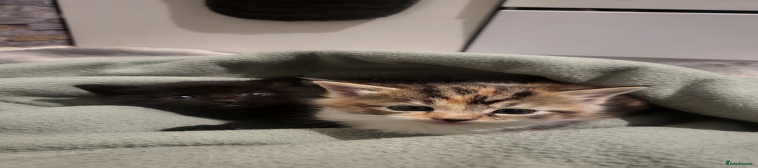 Mixed Breed Kitten 1
