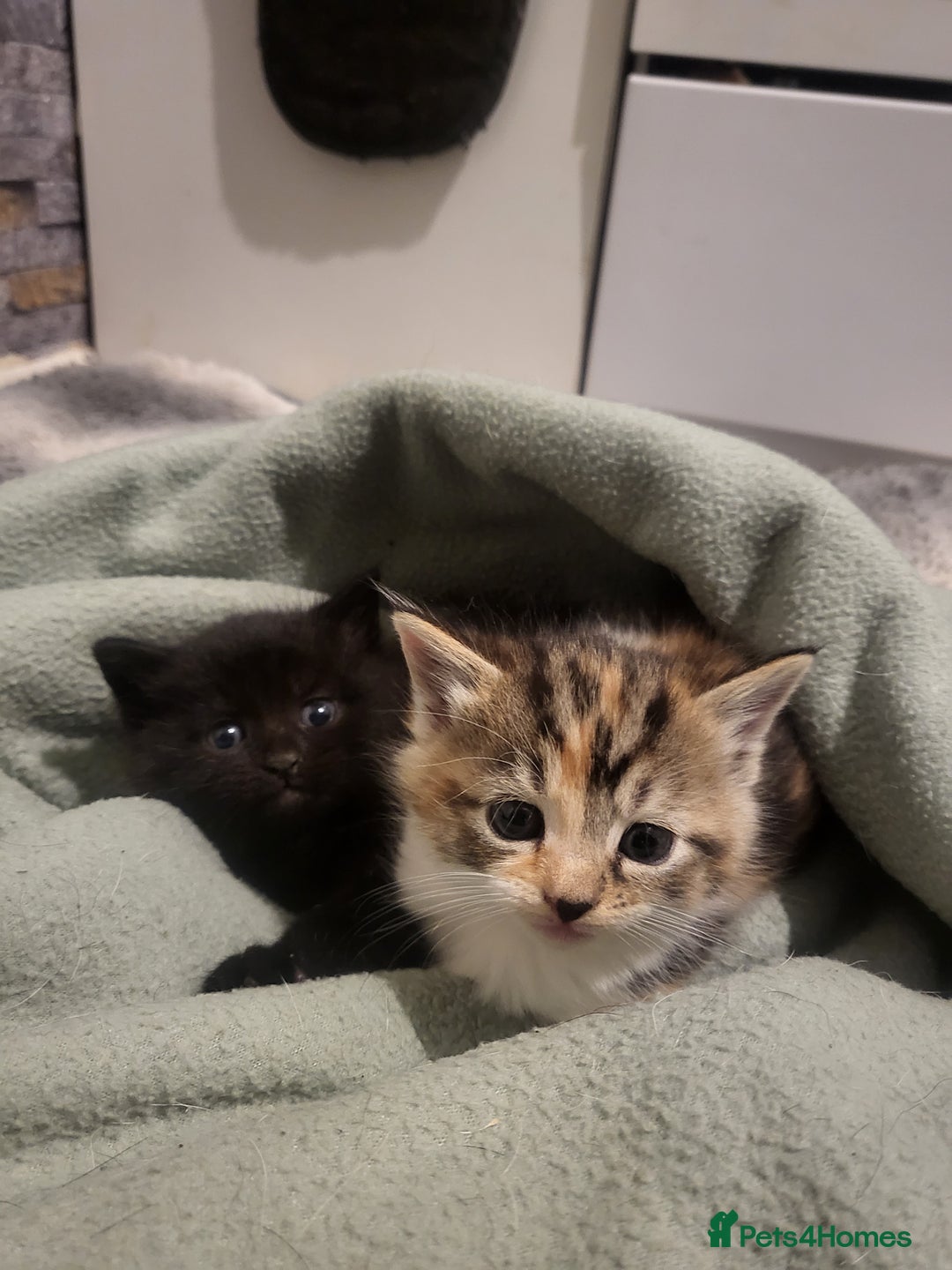 Mixed Breed cats for sale: 3 kittens available  - Image 7