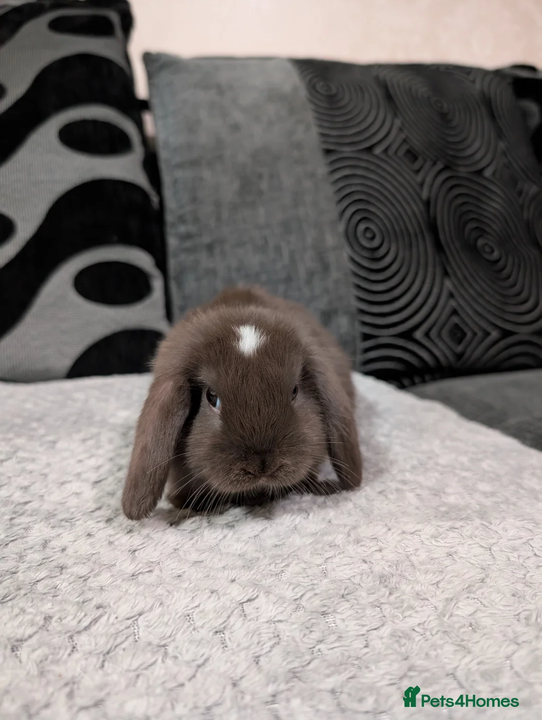 Mini Lop rabbits for sale: 6 beautiful mini lops available 16/3 in Ashford - Advert 9