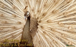 Peafowl poultry for sale: Peafowl Breeding stock for rehome - Image 7