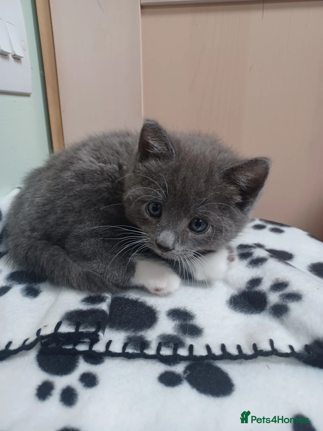 Mixed Breed cats for sale: Playful cuties wanting forever home  - Advert 2