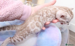 Bengal cats for sale: 😻OUTSTANDING SHOW BENGALS. SHOW WINNING PARENTS🏆 - Image 29
