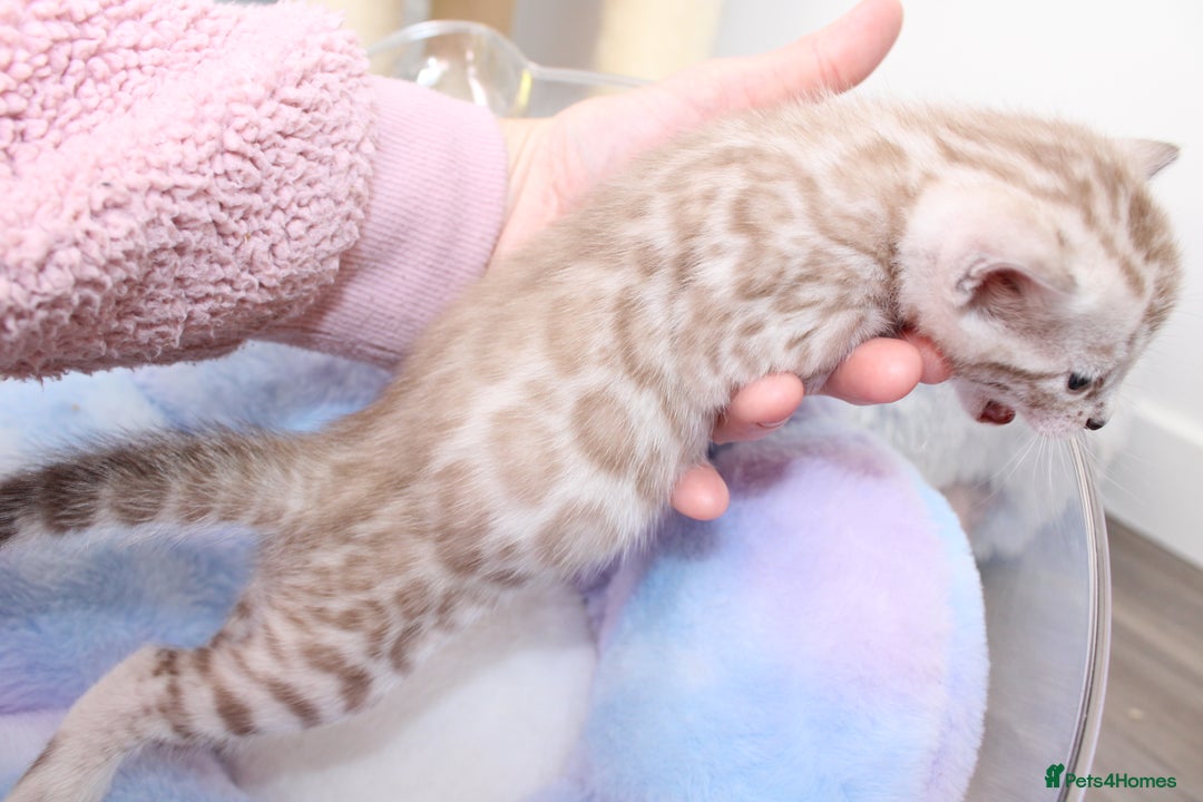Bengal cats for sale: 😻OUTSTANDING SHOW BENGALS. SHOW WINNING PARENTS🏆 - Image 29