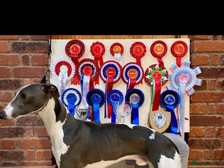 Whippet dogs DNA health tested Kc reg blue and white whippet in Builth Wells - Advert 7