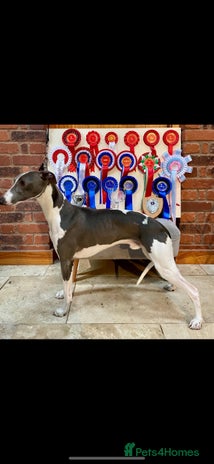 Whippet dogs in Builth Wells - Advert 1