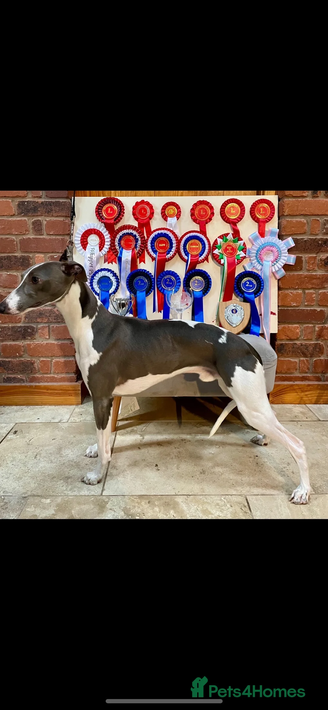 Whippet dogs for stud: DNA health tested Kc reg blue and white whippet in Builth Wells - Advert 1